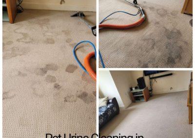 Pet urine in carpets is not pleasant. Using a variety of chemicals and techniques we can eliminate the smells and stains.